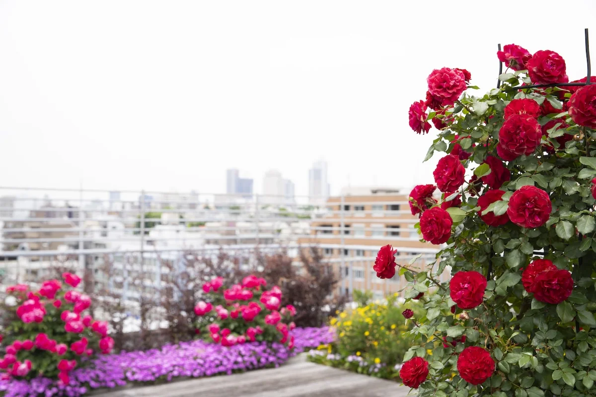 季節の花が咲く屋上庭園